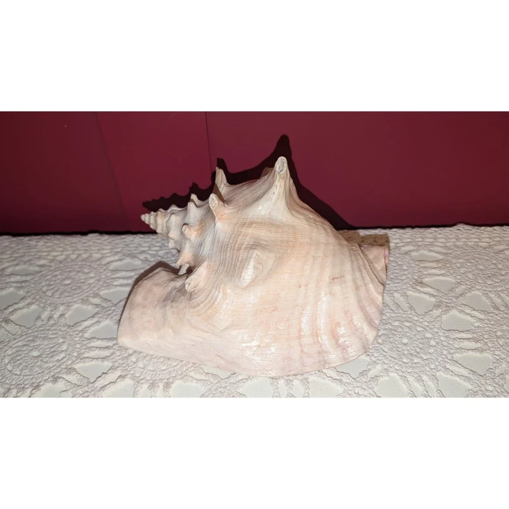 8" Queen Conch Shell Natural Pink Beige Clean Large, Small Hole, Beautiful Pink - Picture 3 of 9